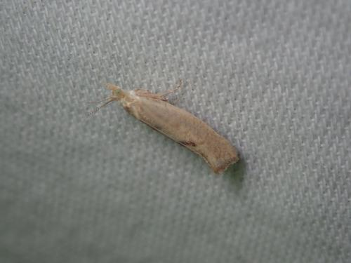 Ypsolopha alpella
